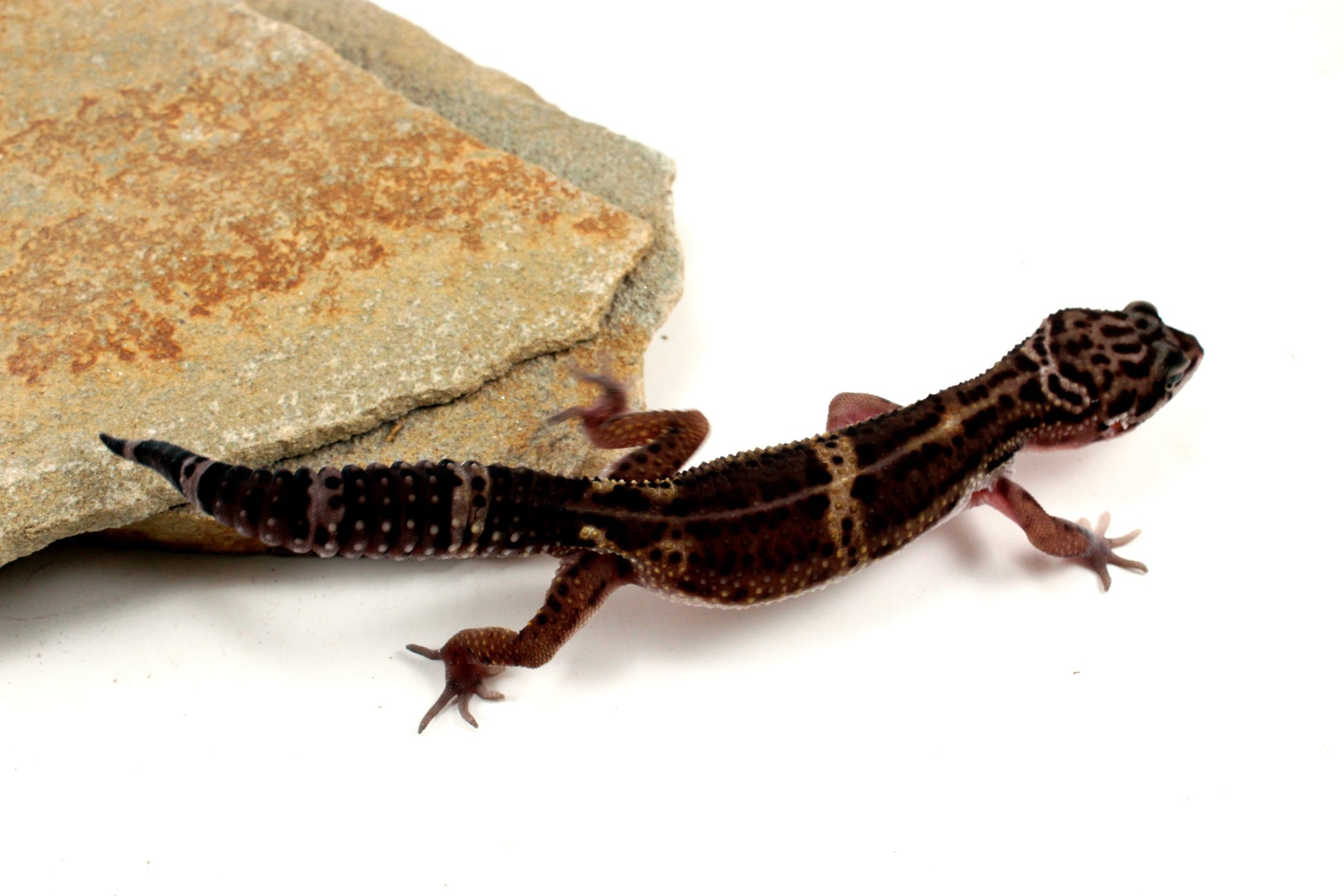 Medium Grade Black Night Leopard Gecko All Reptiles