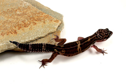 Medium Grade Black Night Leopard Gecko All Reptiles