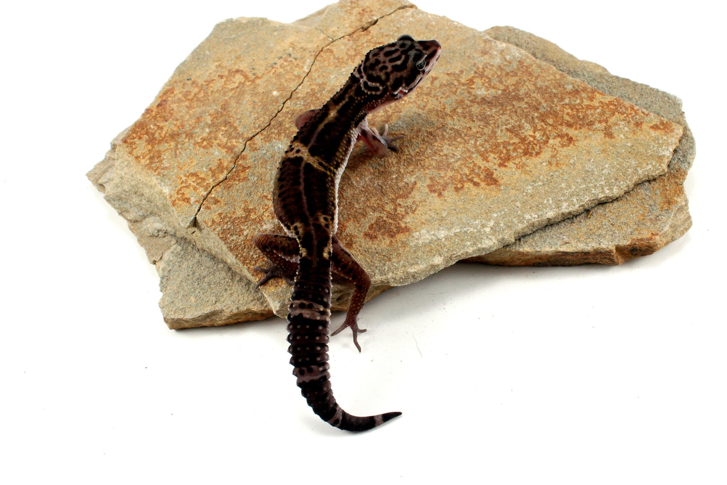 Medium Grade Black Night Leopard Gecko All Reptiles