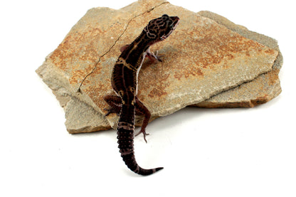 Medium Grade Black Night Leopard Gecko All Reptiles
