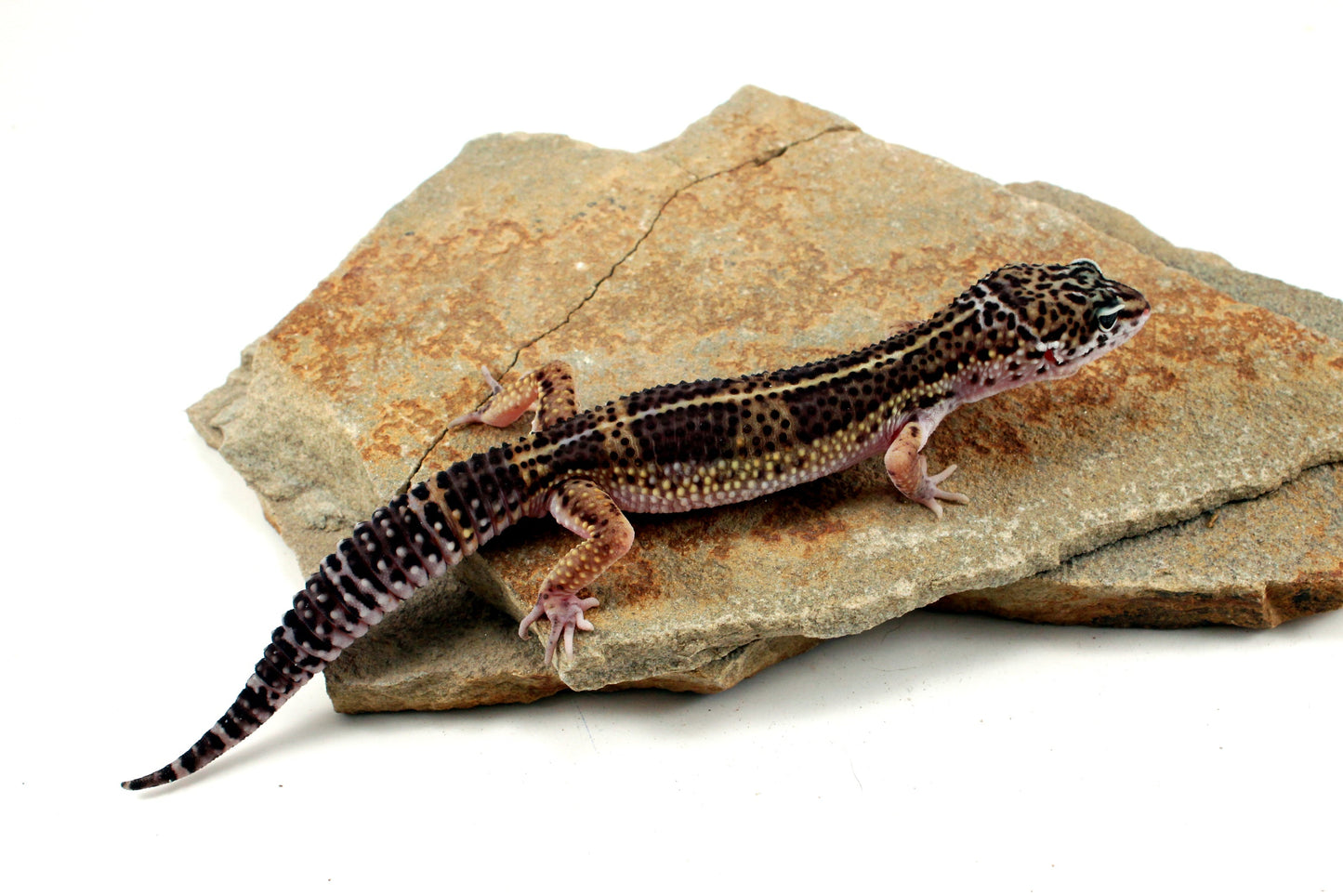 Melanistic Leopard Gecko All Reptiles