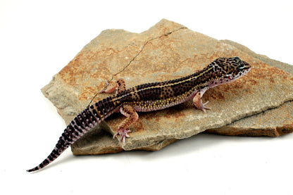 Melanistic Leopard Gecko All Reptiles