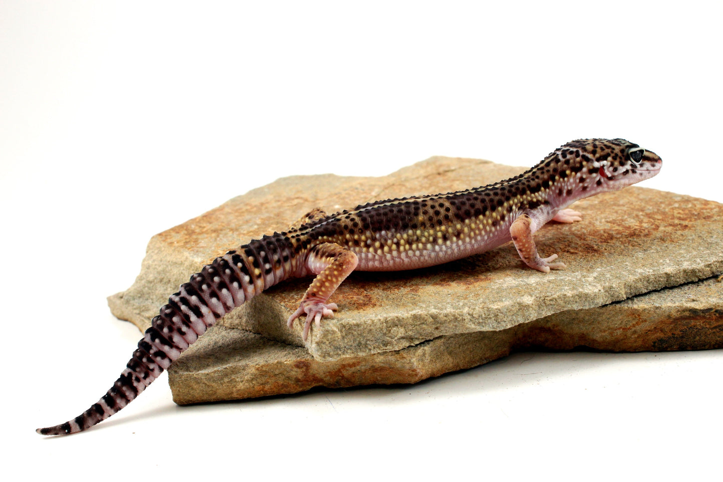 Melanistic Leopard Gecko All Reptiles