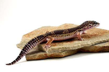 Melanistic Leopard Gecko All Reptiles