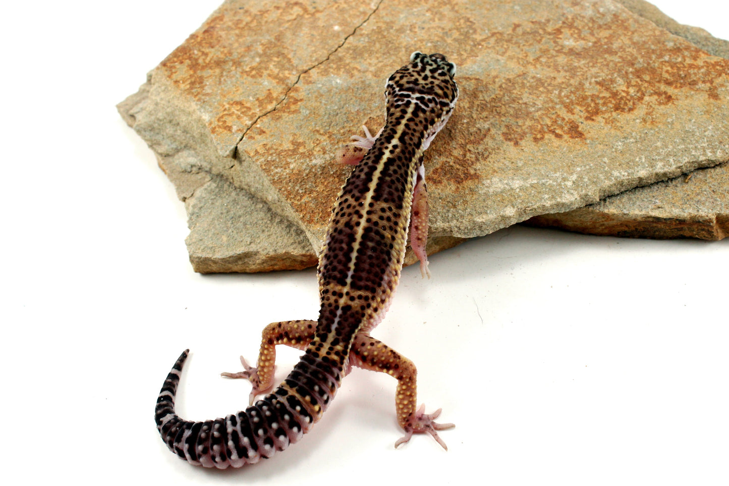 Melanistic Leopard Gecko All Reptiles