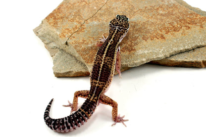 Melanistic Leopard Gecko All Reptiles