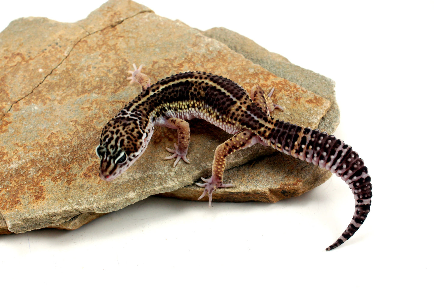 Melanistic Leopard Gecko All Reptiles