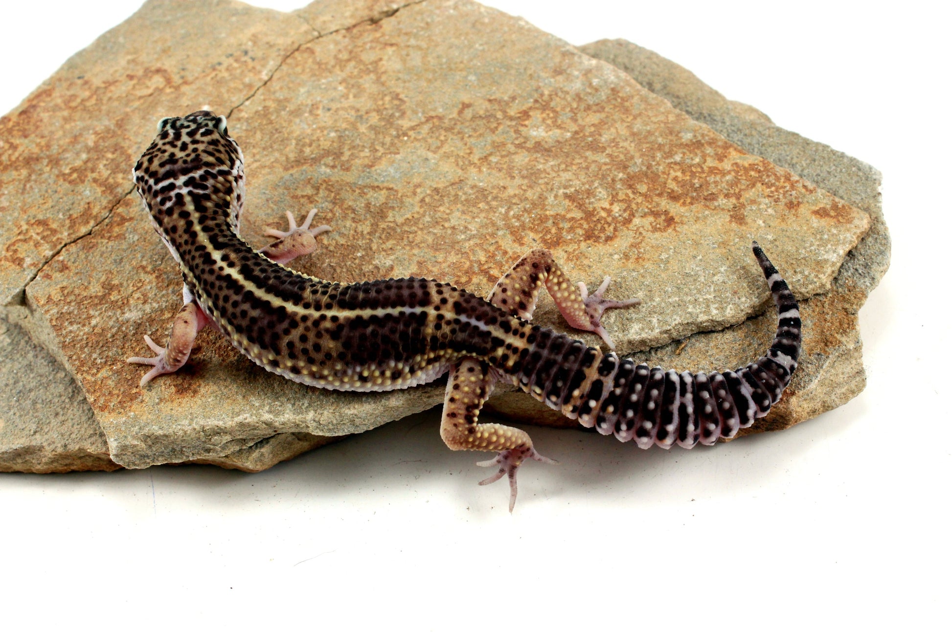 Melanistic Leopard Gecko All Reptiles