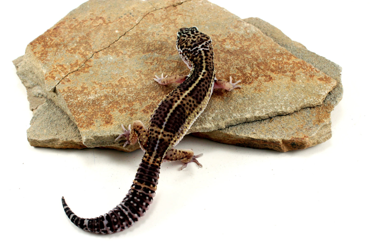 Melanistic Leopard Gecko All Reptiles