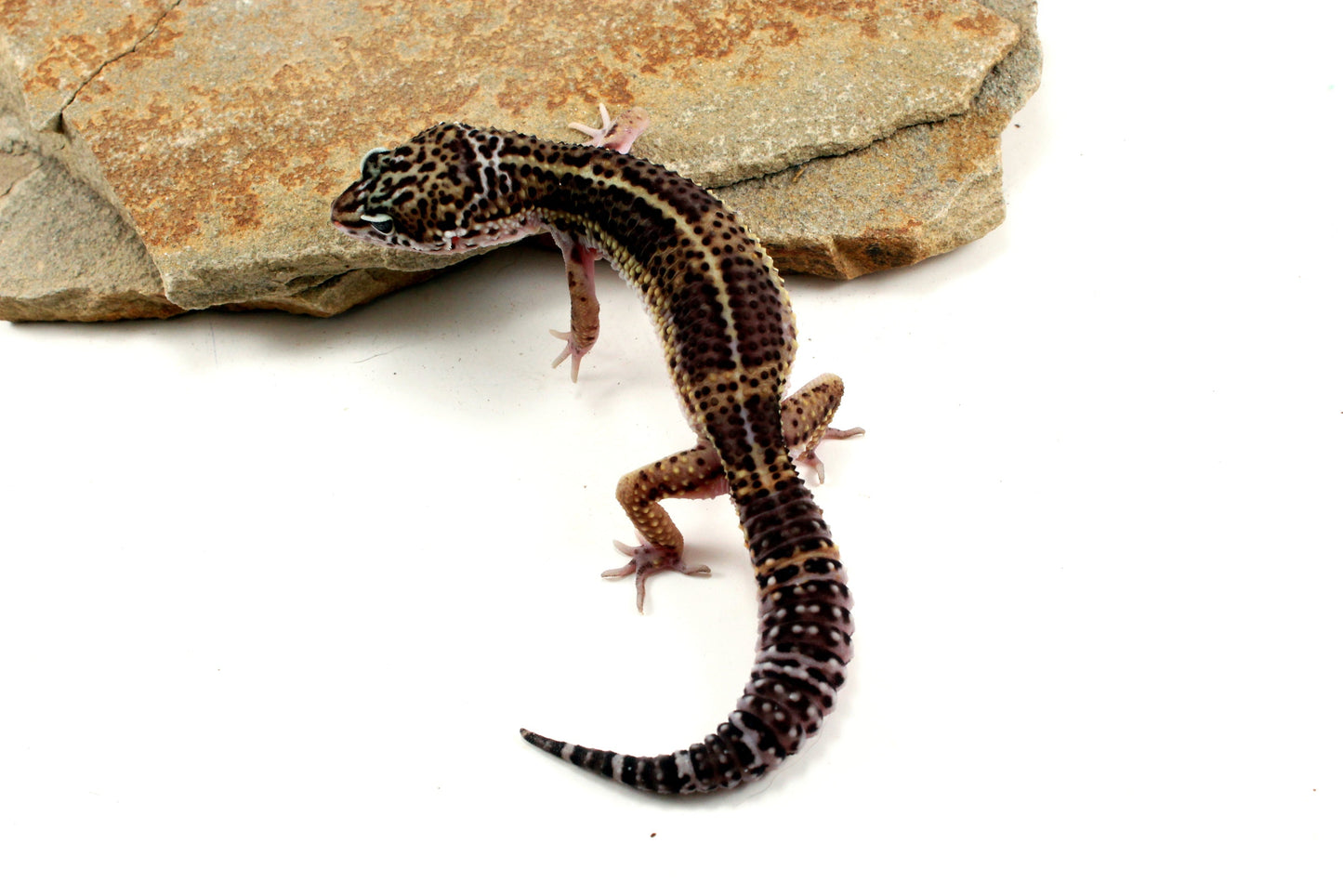 Melanistic Leopard Gecko All Reptiles