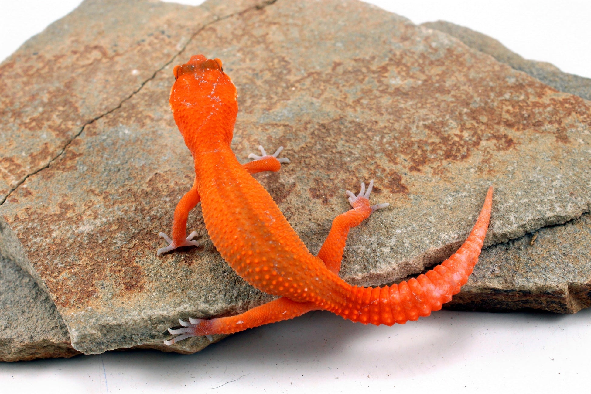 Tangerine Blood Mix Leopard Gecko All Reptiles