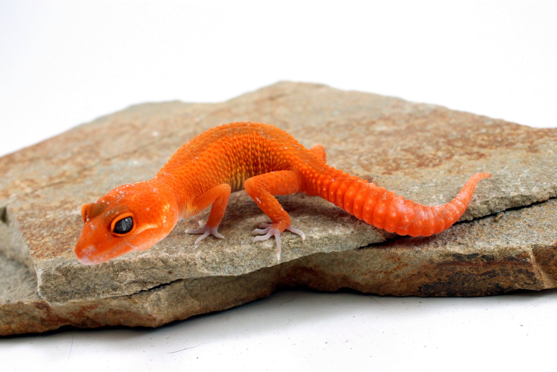 Tangerine Blood Mix Leopard Gecko All Reptiles