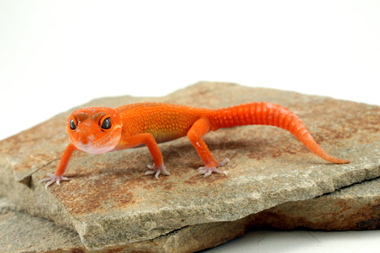 Tangerine Blood Mix Leopard Gecko All Reptiles