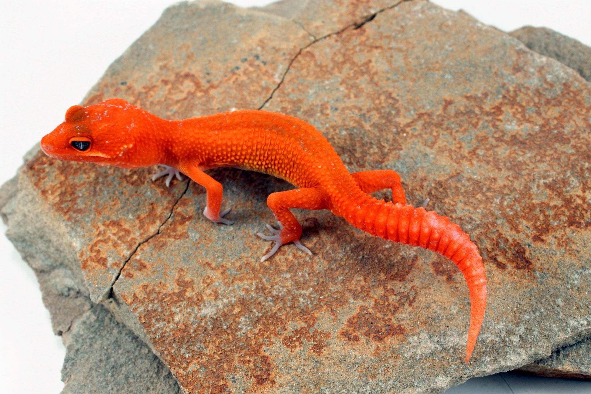 Tangerine Blood Mix Leopard Gecko All Reptiles