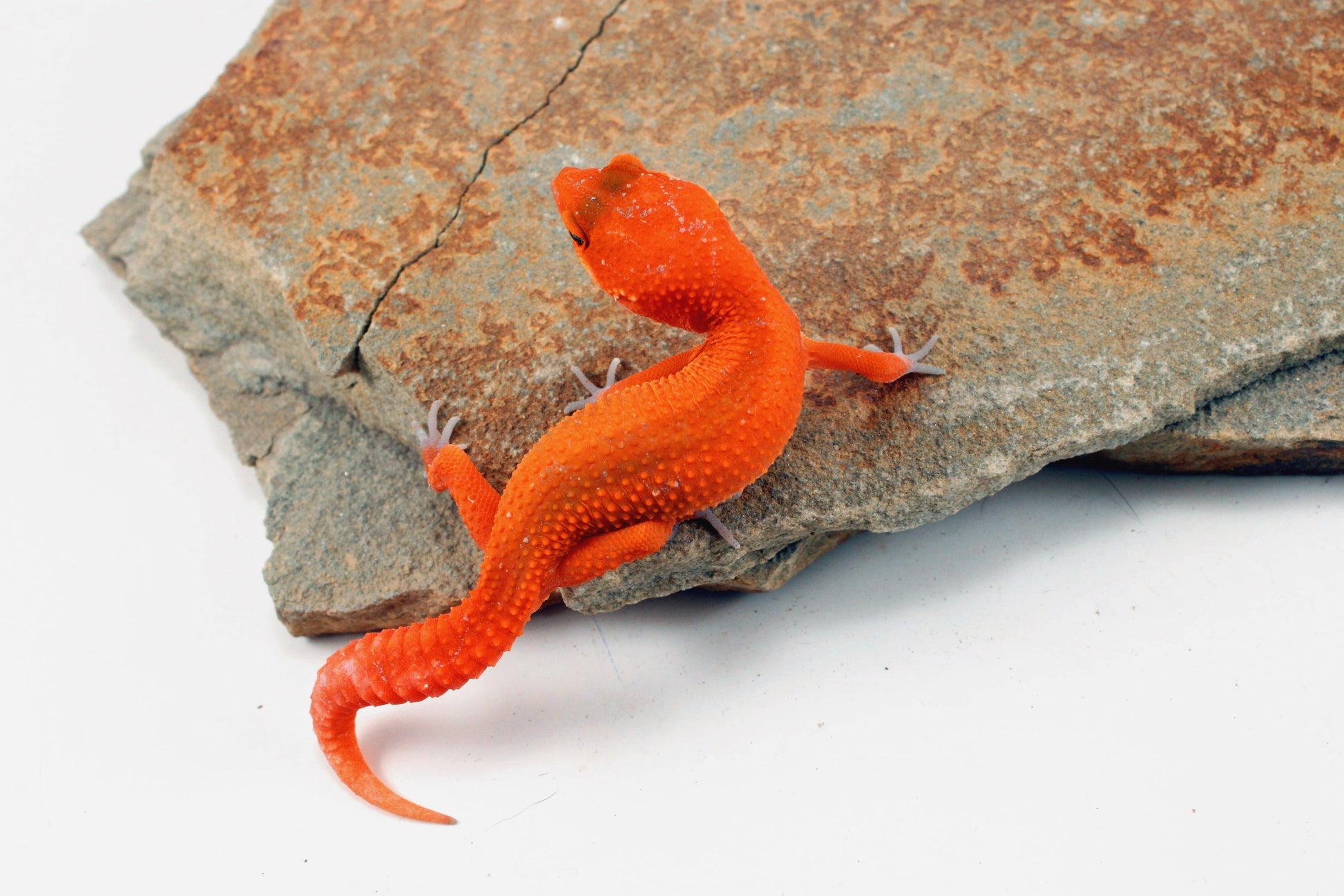 Tangerine Blood Mix Leopard Gecko All Reptiles