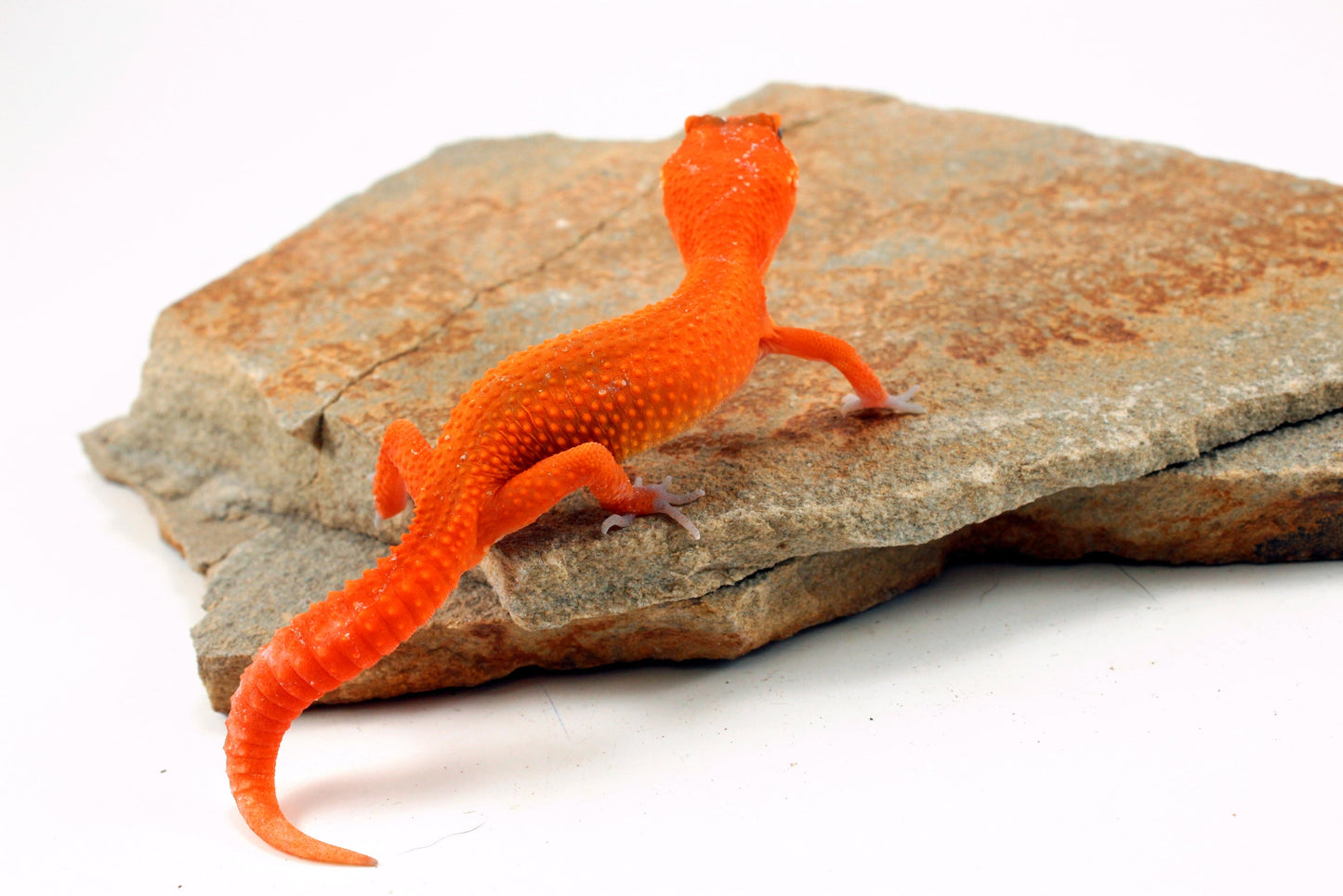Tangerine Blood Mix Leopard Gecko All Reptiles