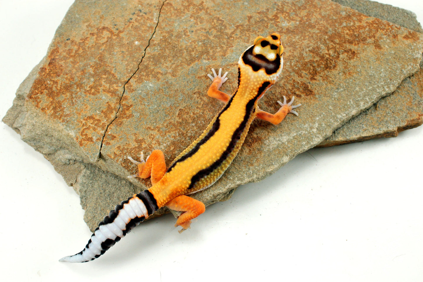 Tangerine Bold Stripe Leopard Gecko All Reptiles