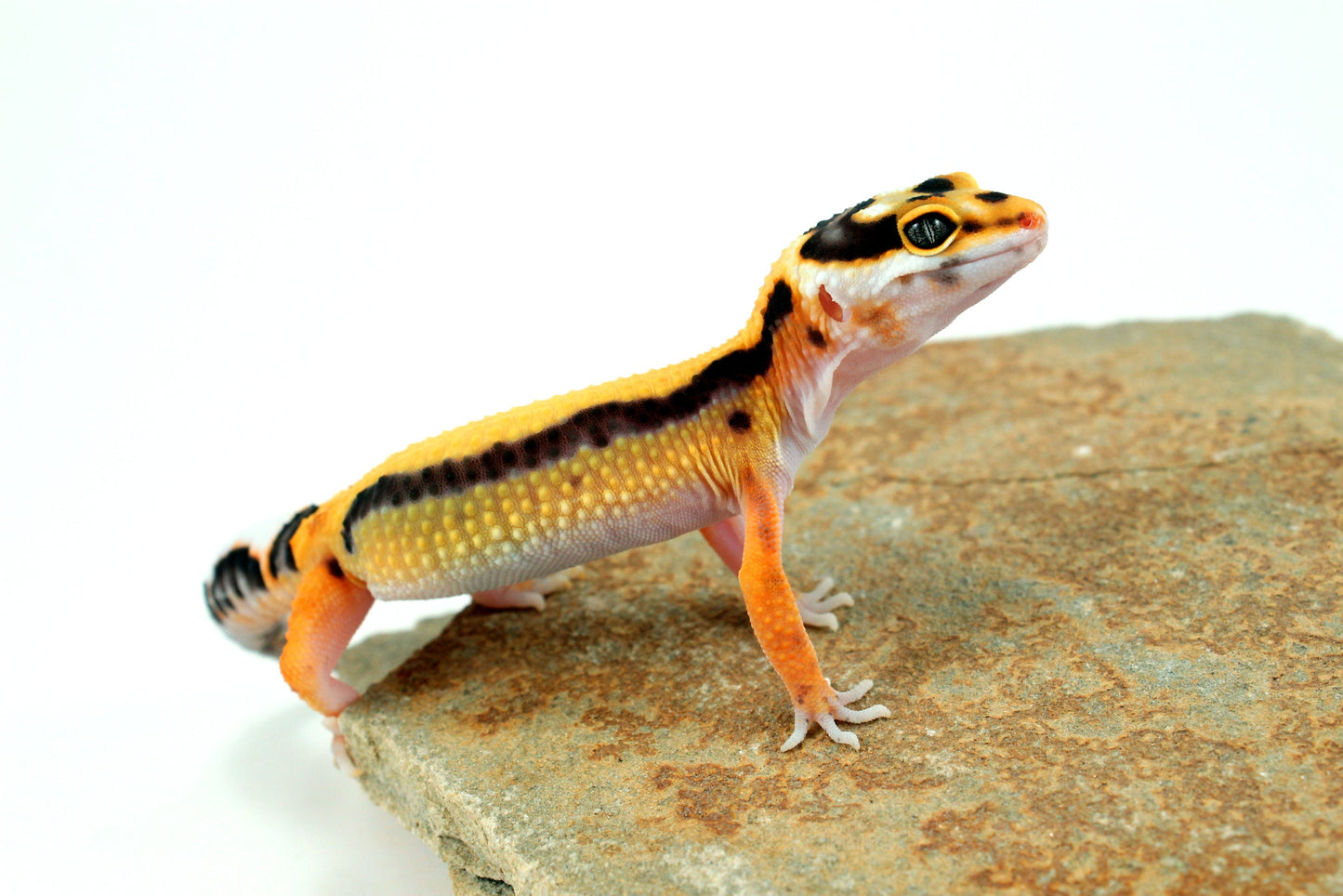 Tangerine Bold Stripe Leopard Gecko All Reptiles