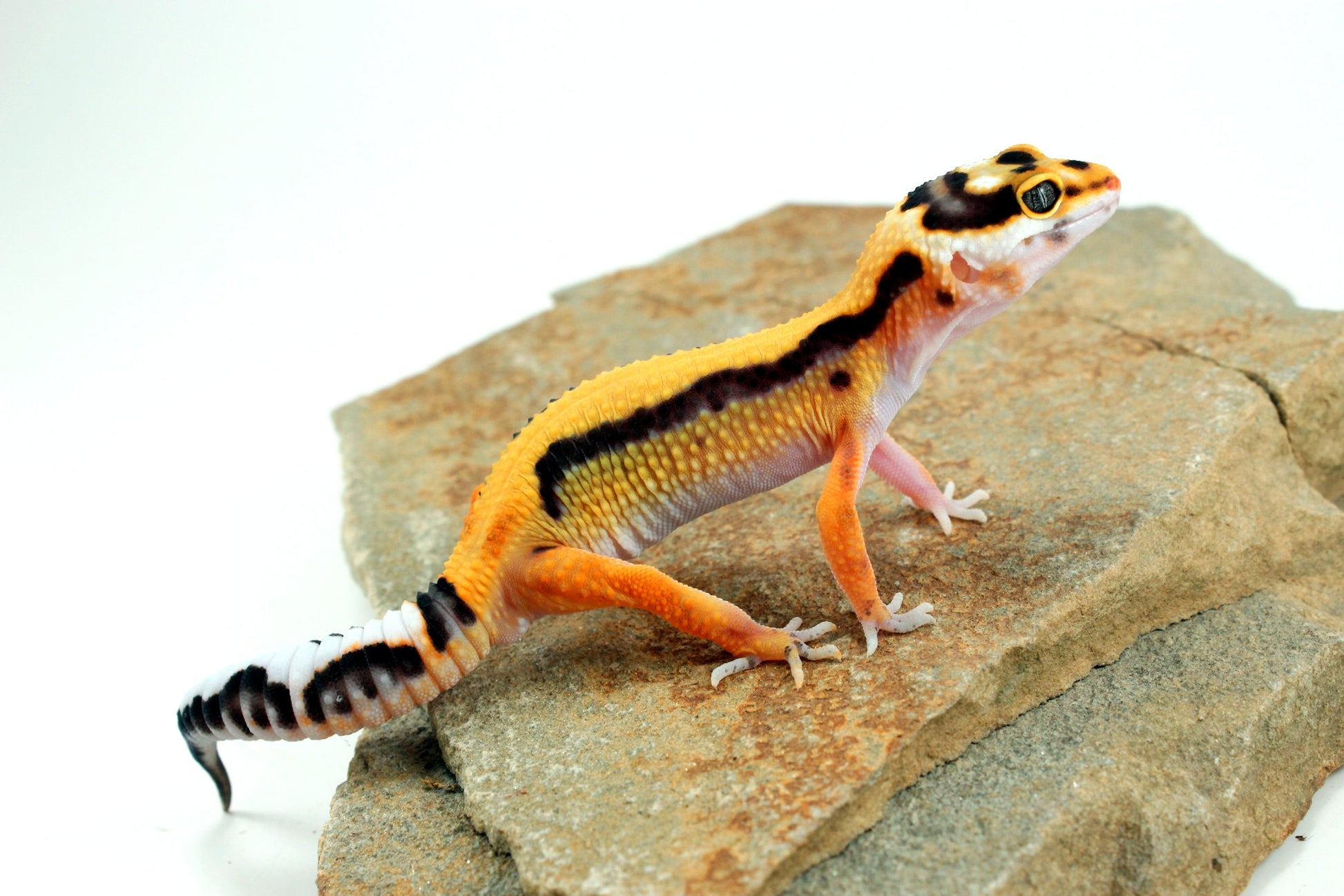 Tangerine Bold Stripe Leopard Gecko All Reptiles