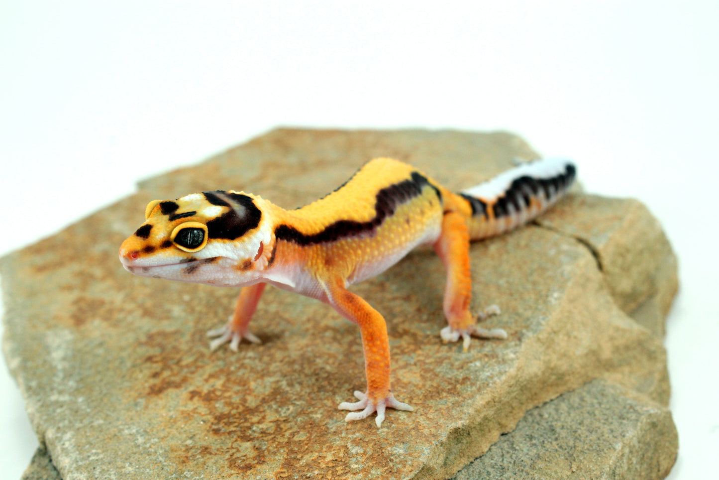 Tangerine Bold Stripe Leopard Gecko All Reptiles