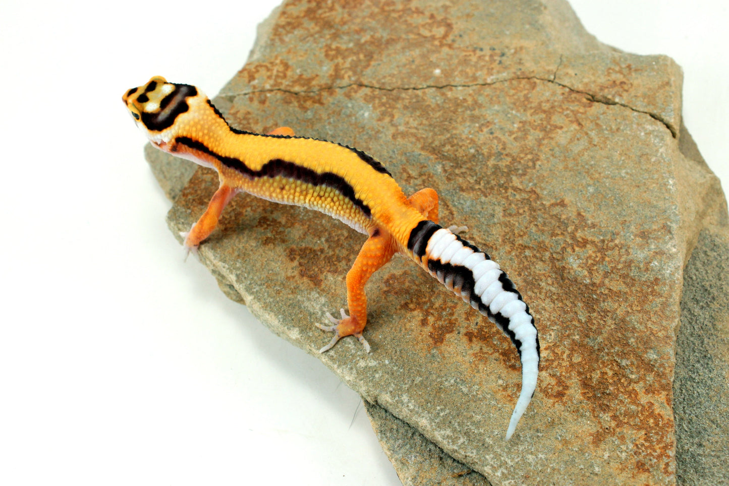 Tangerine Bold Stripe Leopard Gecko All Reptiles