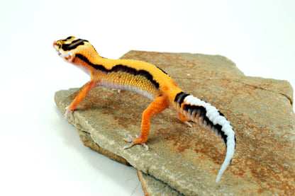 Tangerine Bold Stripe Leopard Gecko All Reptiles