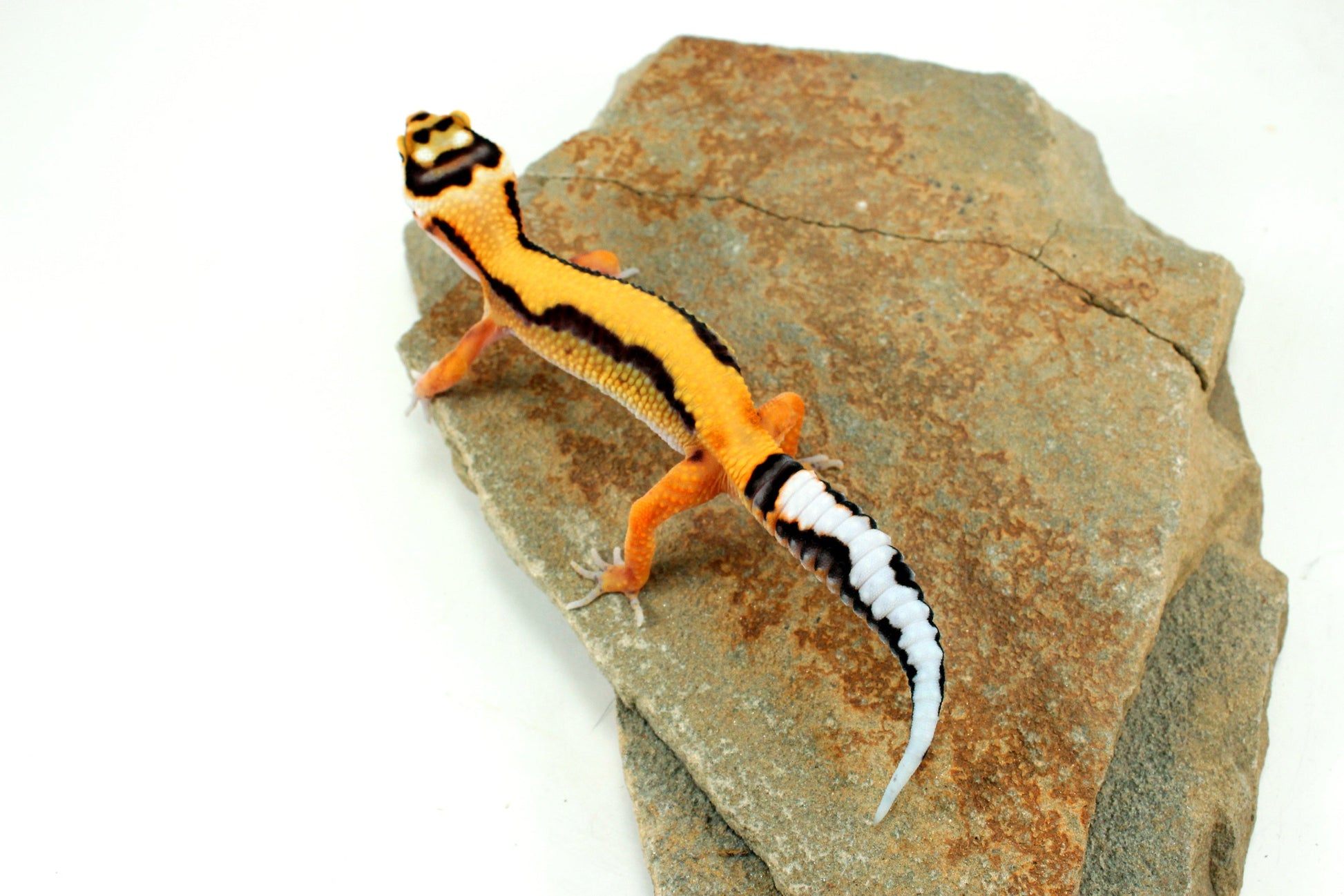 Tangerine Bold Stripe Leopard Gecko All Reptiles