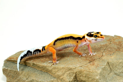 Tangerine Bold Stripe Leopard Gecko All Reptiles