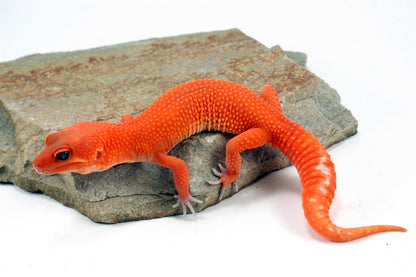 Blood Mandarin Leopard Gecko All Reptiles