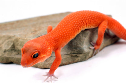 Blood Mandarin Leopard Gecko All Reptiles