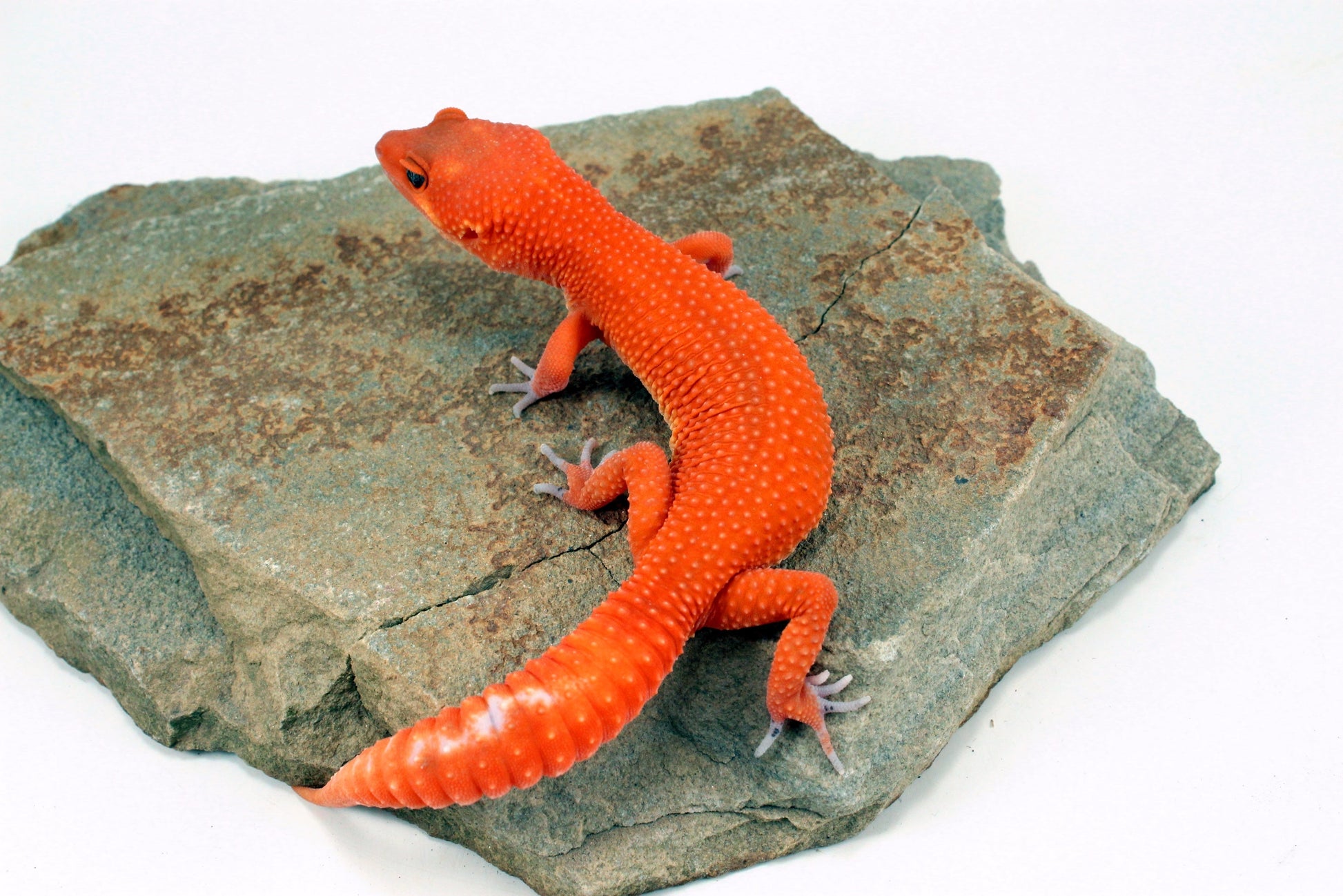 Blood Mandarin Leopard Gecko All Reptiles