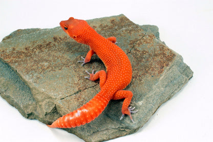 Blood Mandarin Leopard Gecko All Reptiles