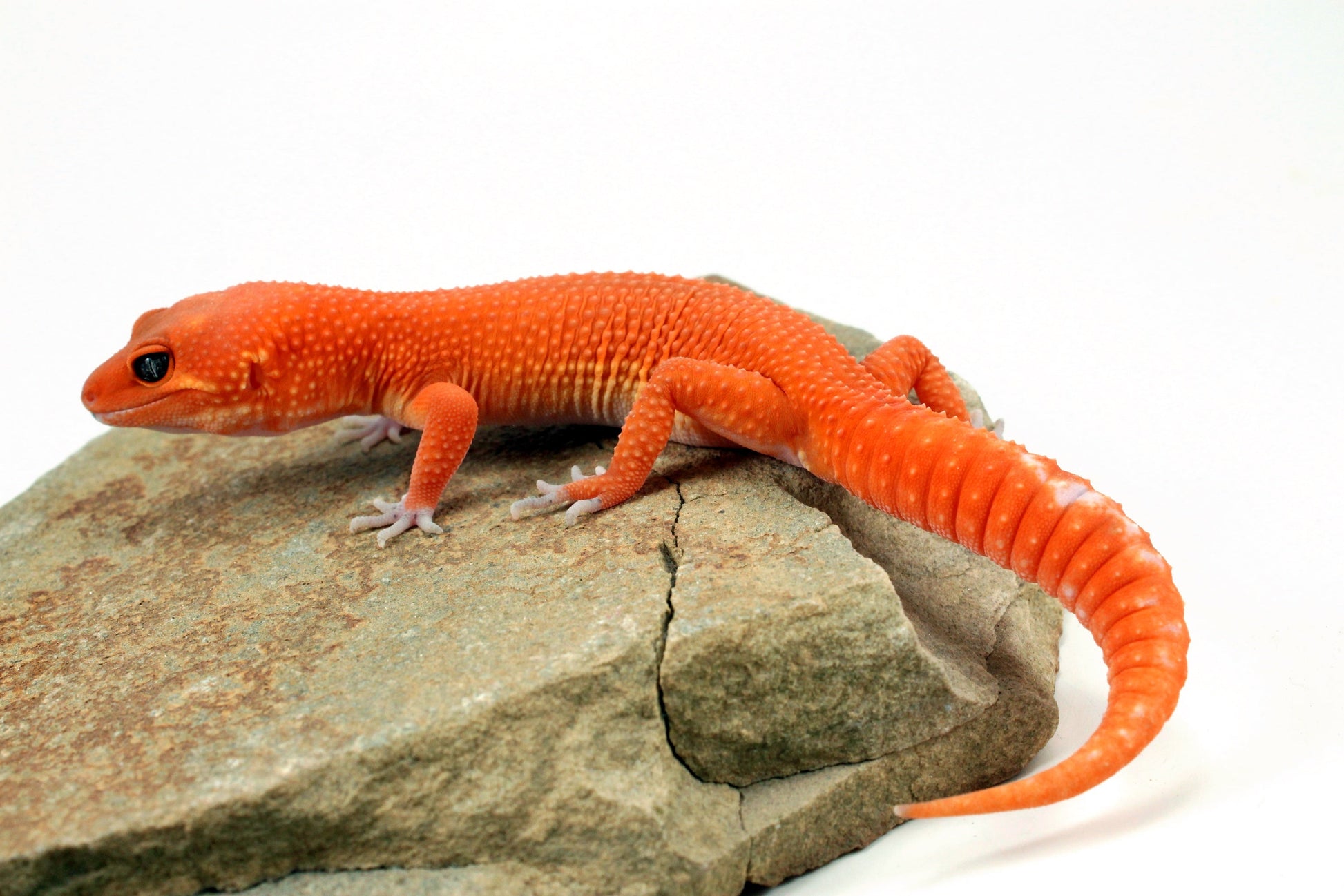 Blood Mandarin Leopard Gecko All Reptiles