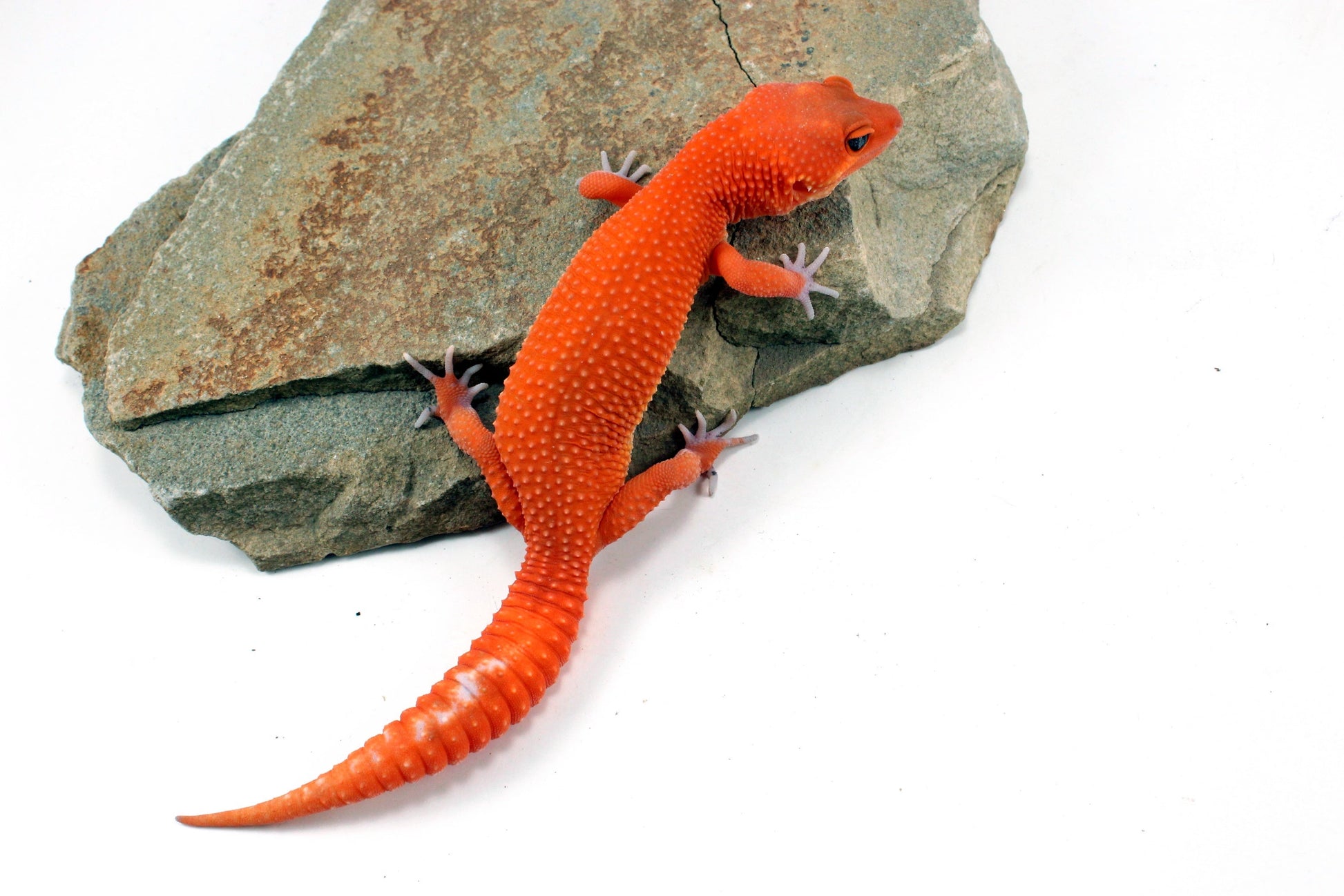 Blood Mandarin Leopard Gecko All Reptiles