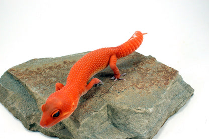 Blood Mandarin Leopard Gecko All Reptiles