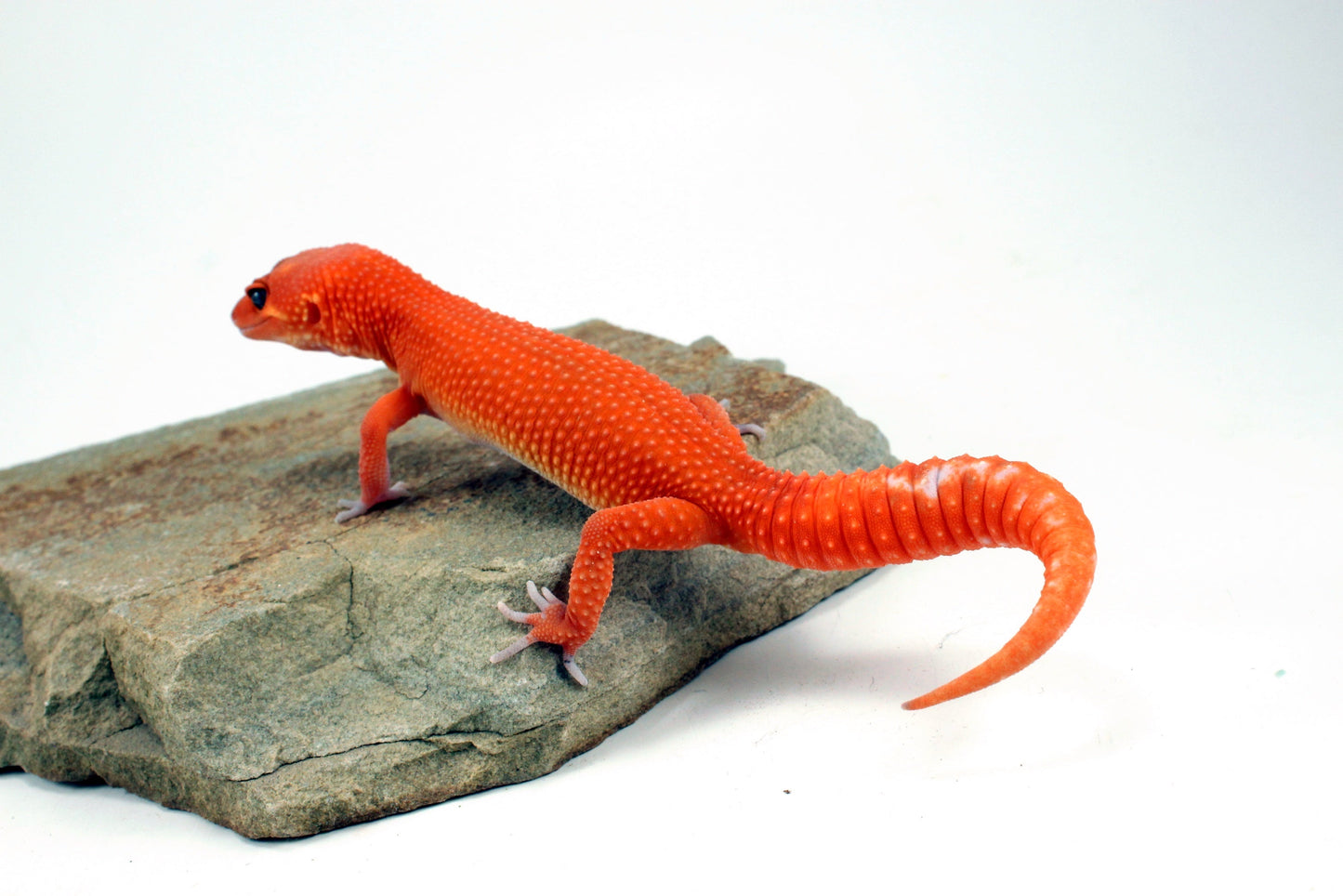 Blood Mandarin Leopard Gecko All Reptiles