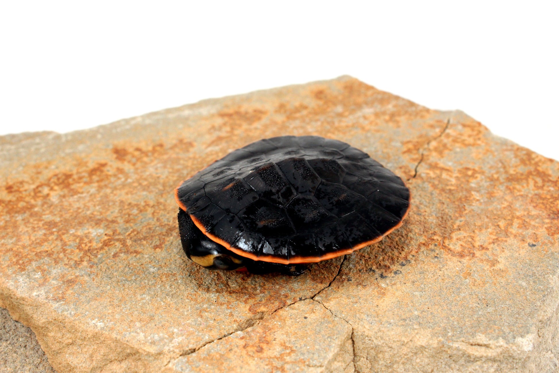 Pink Belly Sideneck All Reptiles