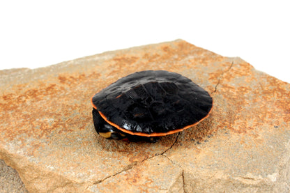 Pink Belly Sideneck All Reptiles