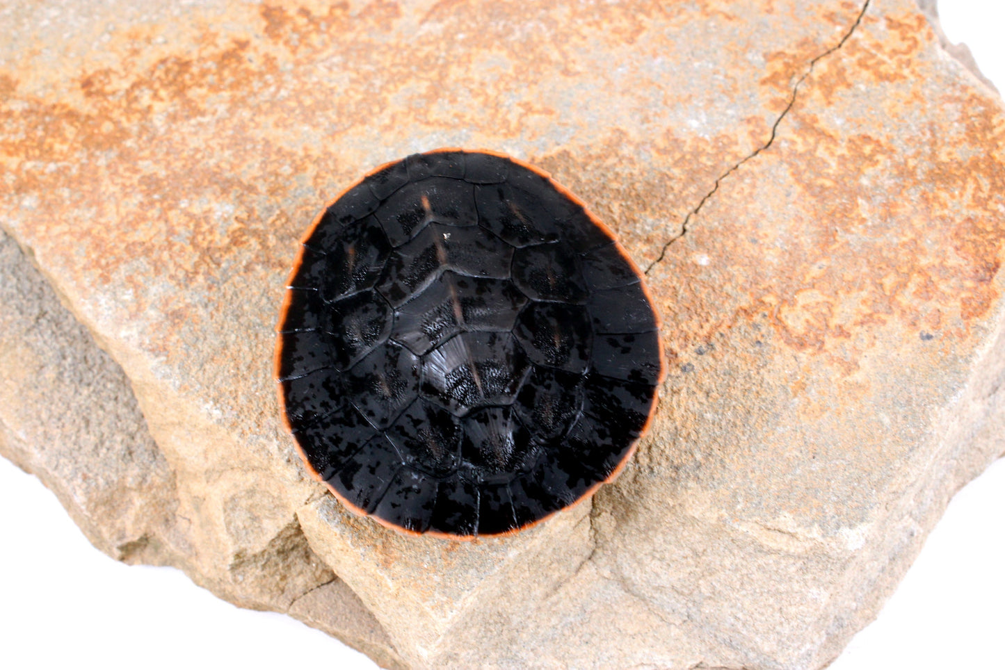 Pink Belly Sideneck All Reptiles