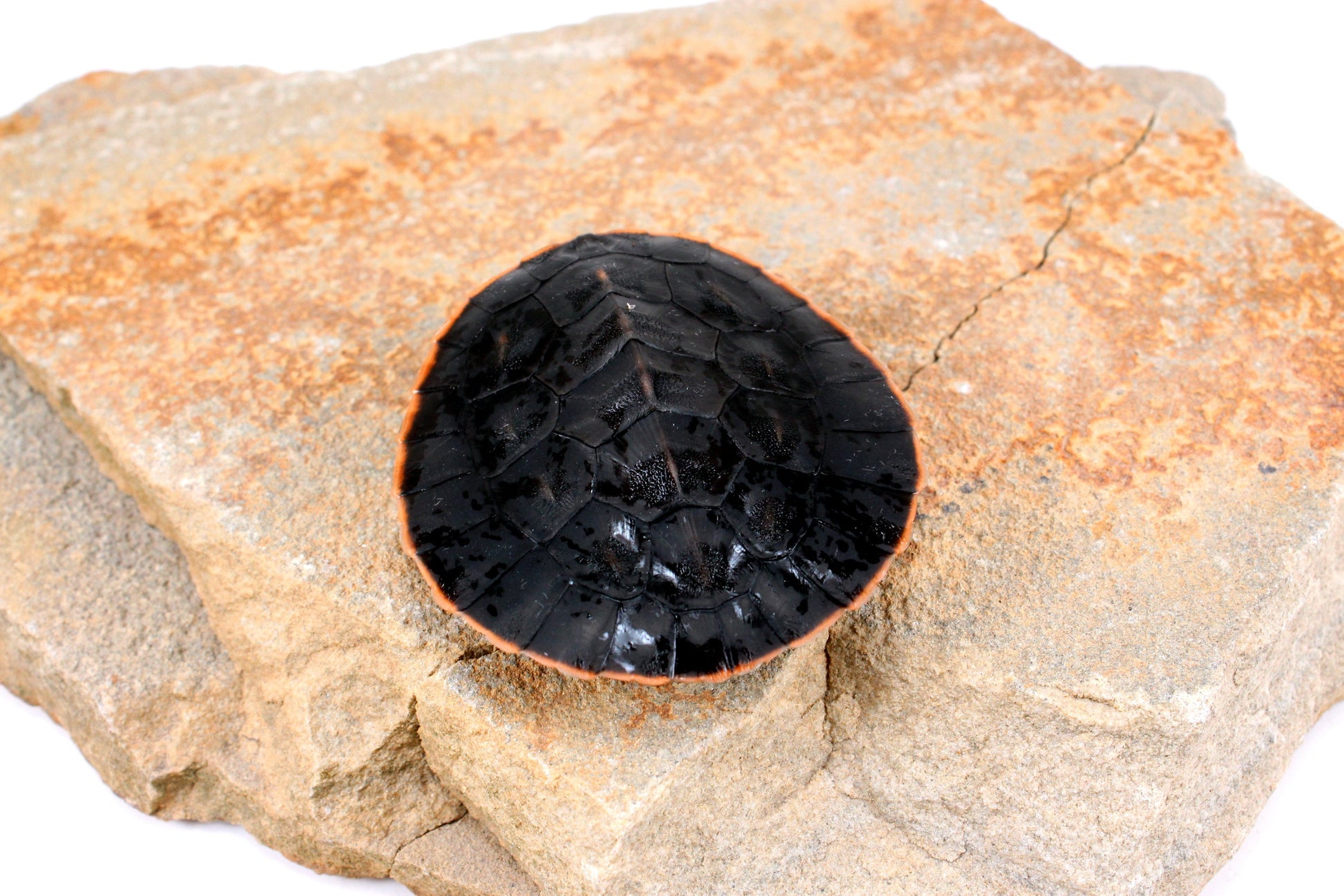 Pink Belly Sideneck All Reptiles