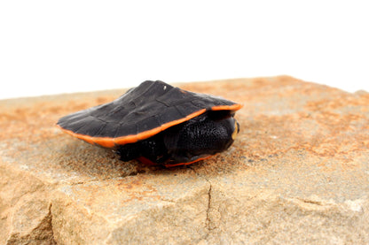 Pink Belly Sideneck All Reptiles