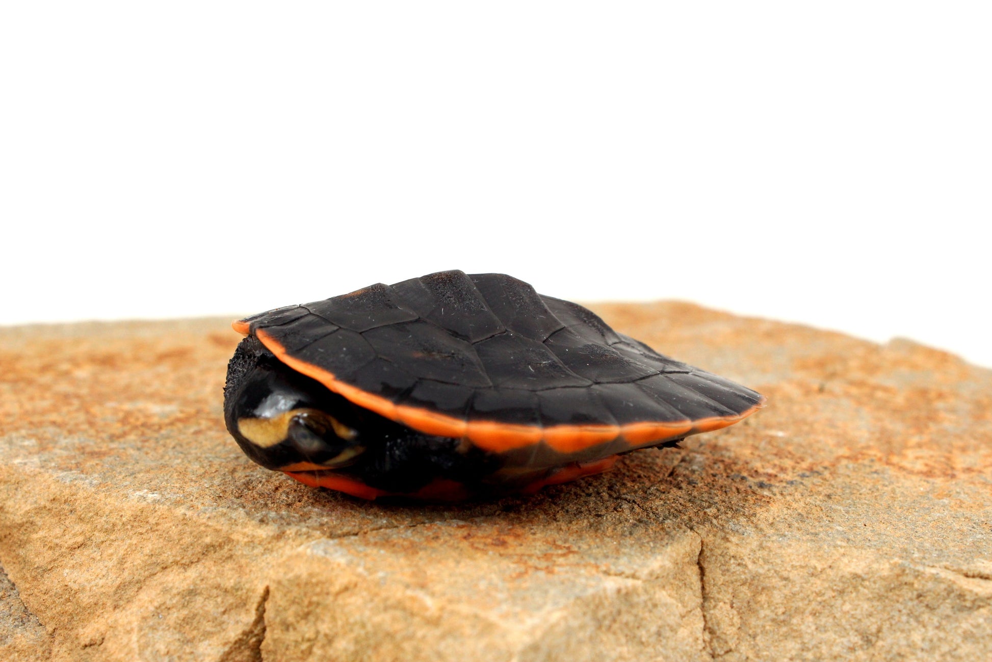 Pink Belly Sideneck All Reptiles