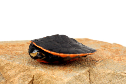 Pink Belly Sideneck All Reptiles