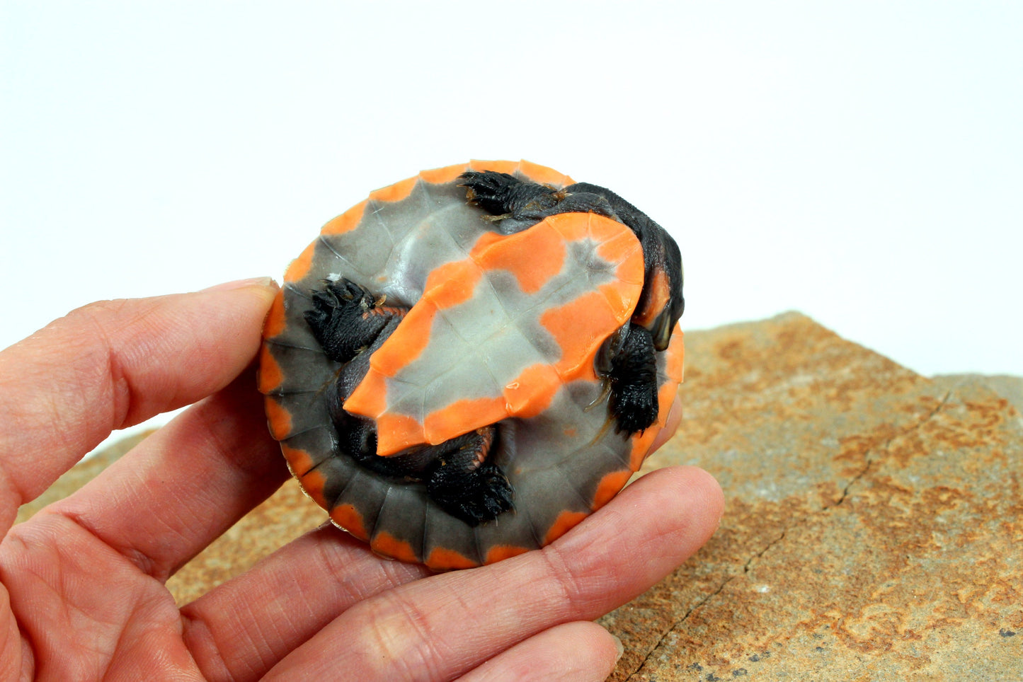 Pink Belly Sideneck All Reptiles