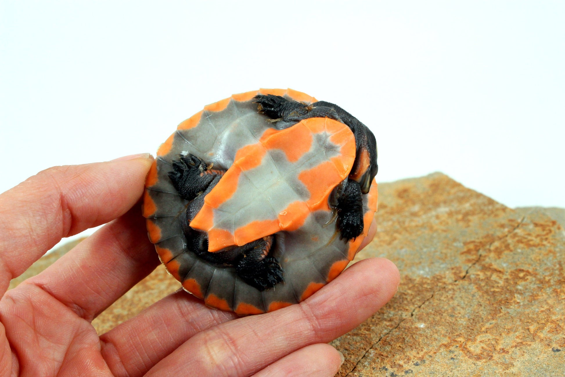 Pink Belly Sideneck All Reptiles