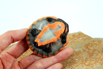 Pink Belly Sideneck All Reptiles