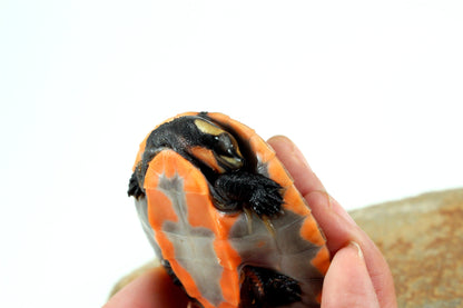 Pink Belly Sideneck All Reptiles