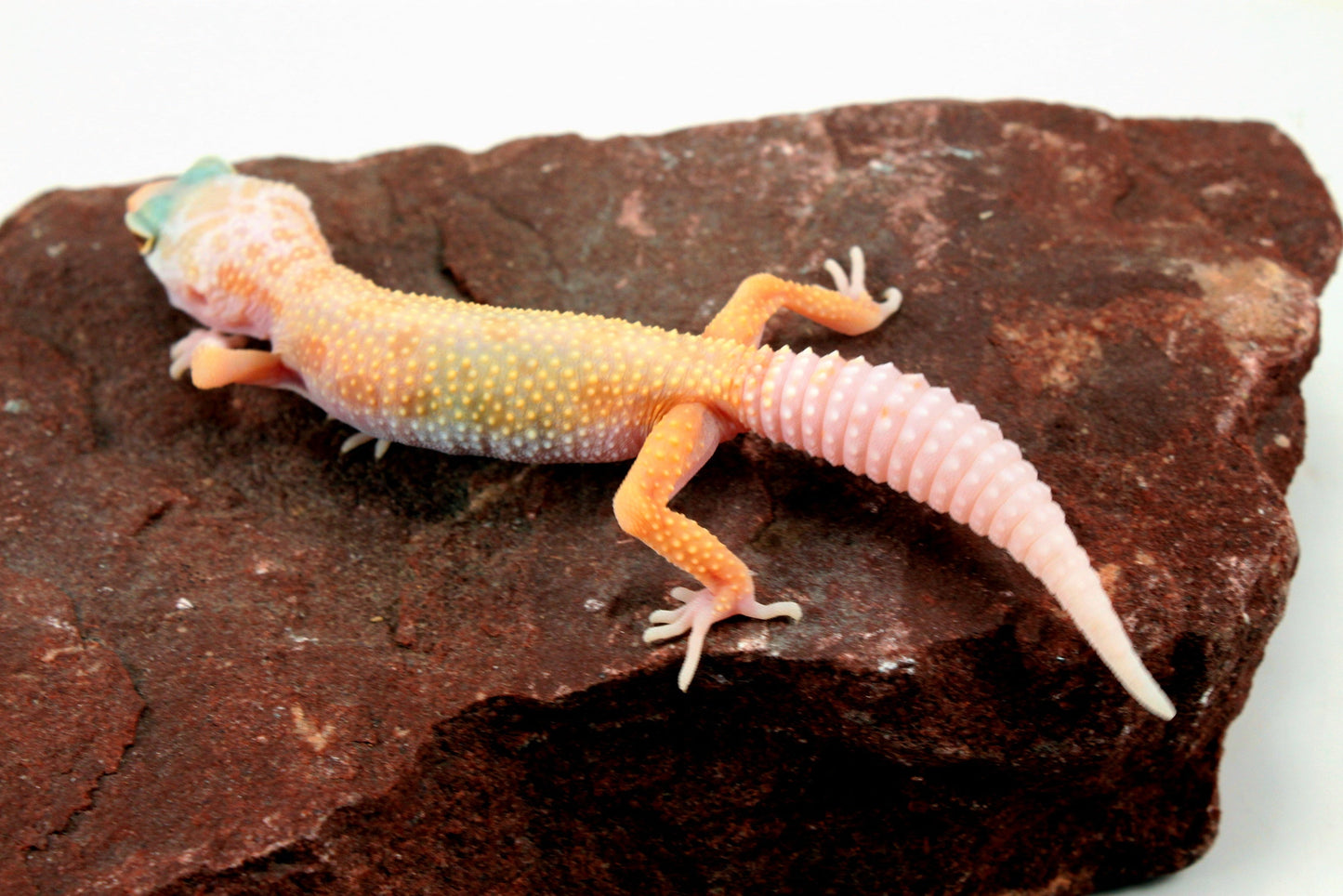 Lemon Leucistic Leopard Gecko All Reptiles