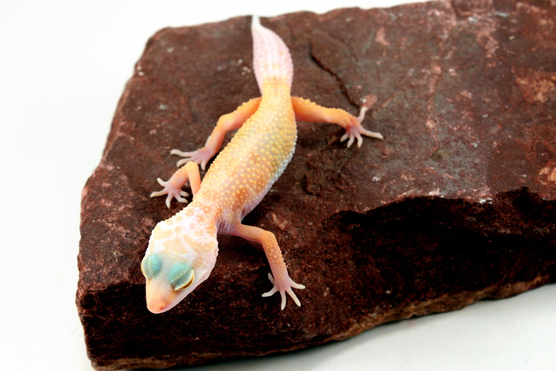 Lemon Leucistic Leopard Gecko All Reptiles