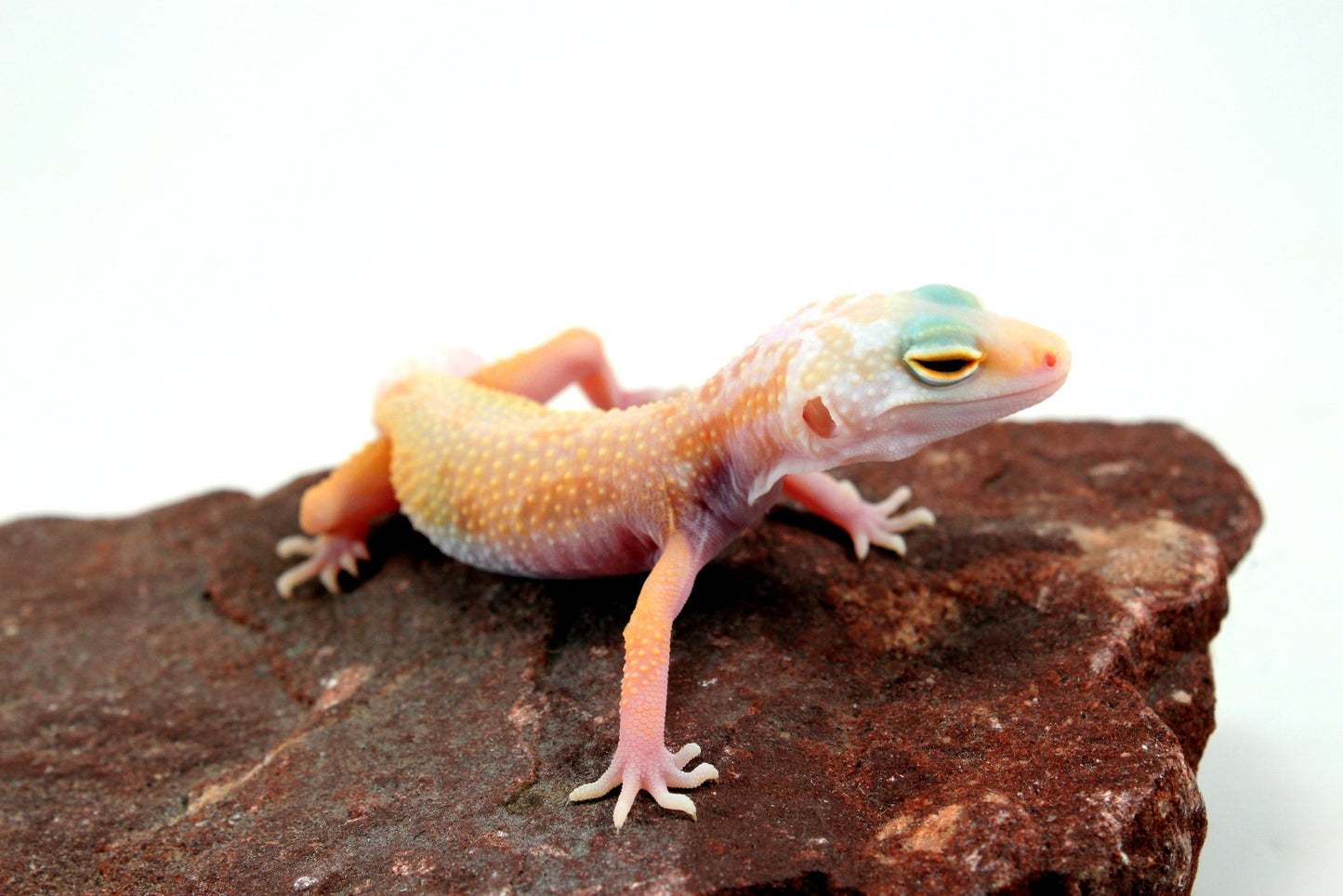 Lemon Leucistic Leopard Gecko All Reptiles